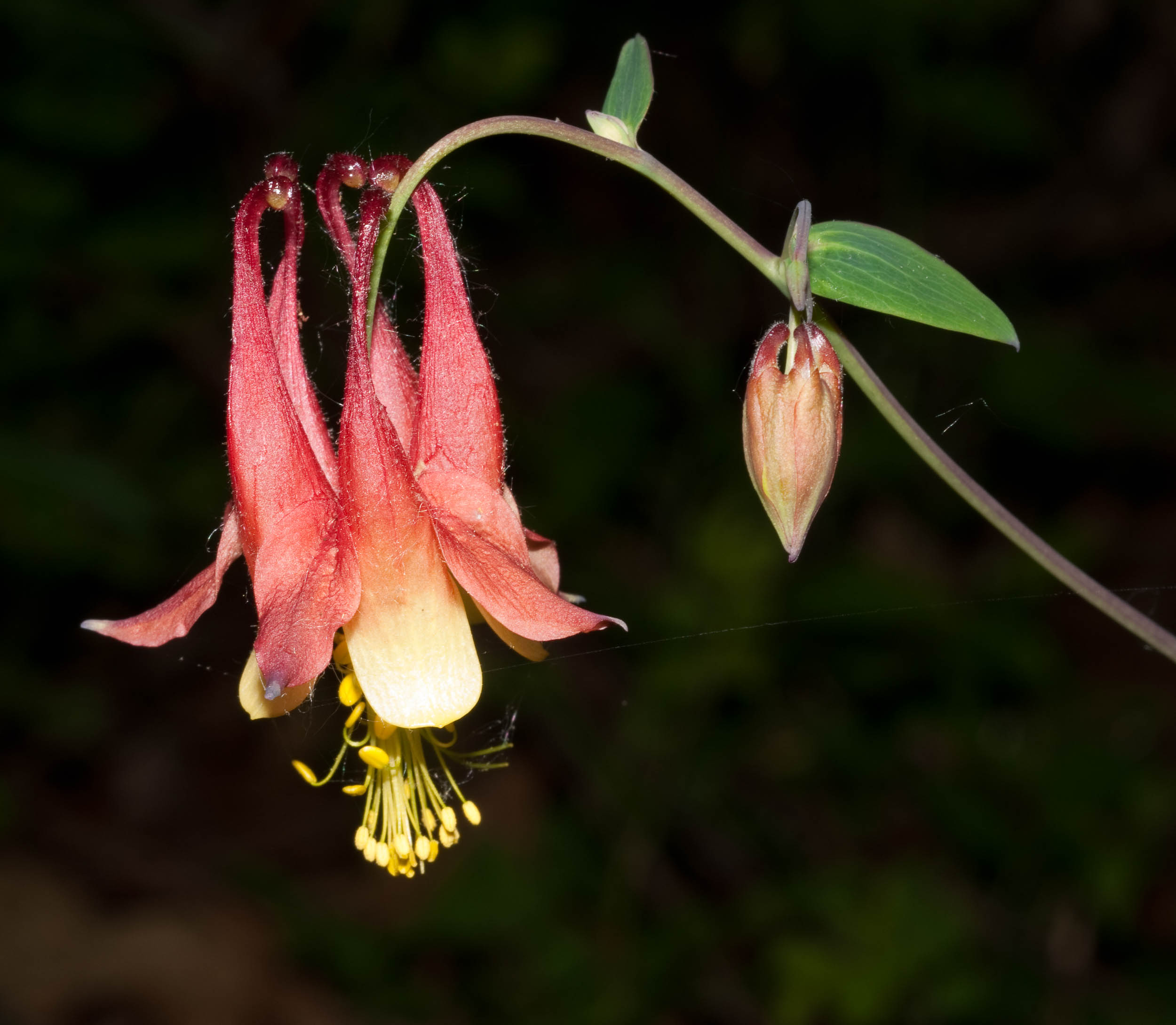 Aquilegia_canadensis-EE34C22E4B.jpg