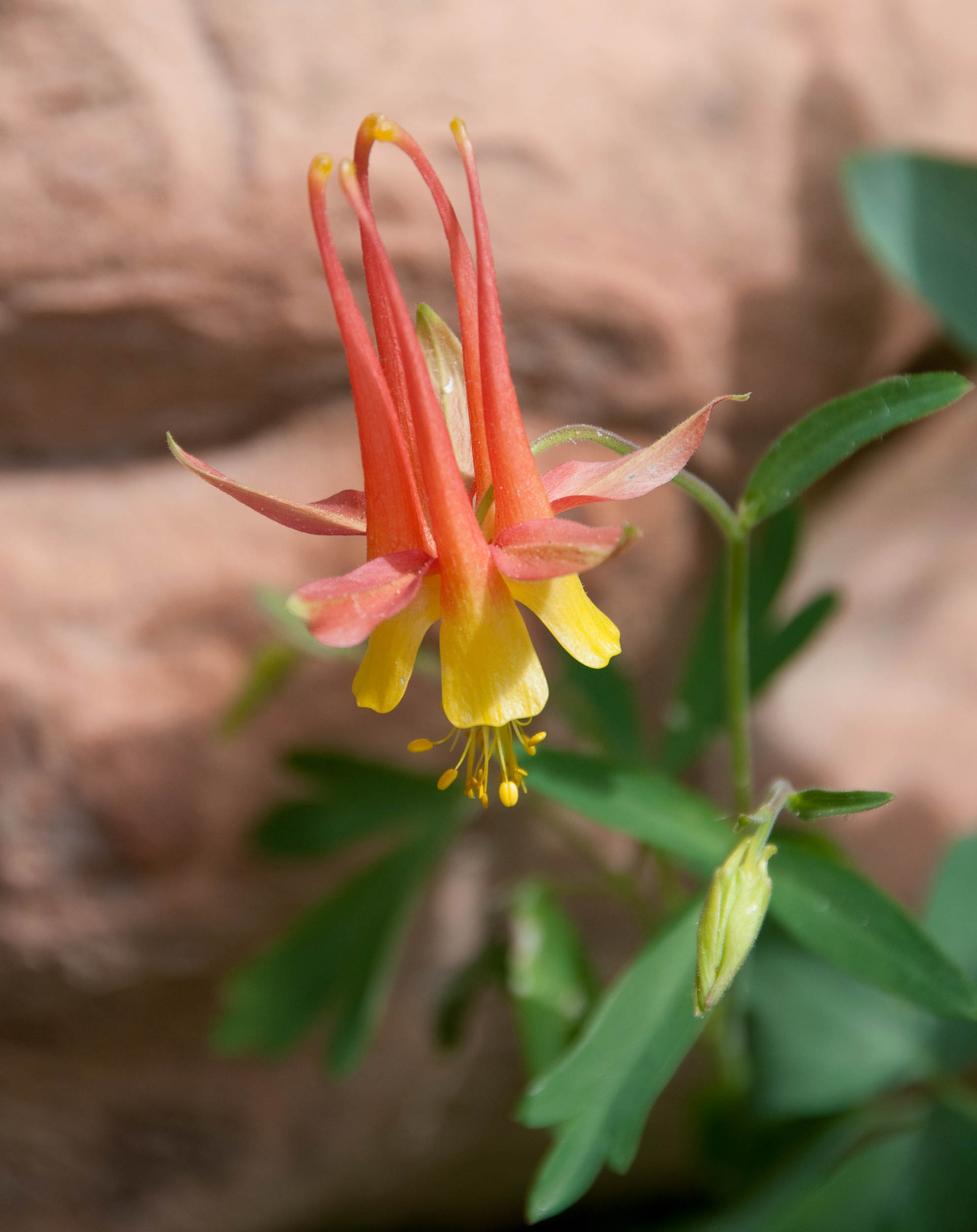 Aquilegia_canadensis-F34504FFA0.jpg