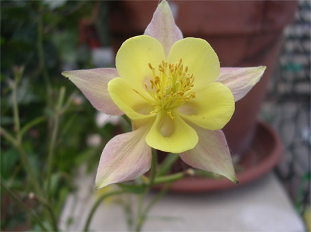 aquilegia_copia.jpg
