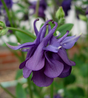 aquilegia_leprechaun_gold_flower.jpg
