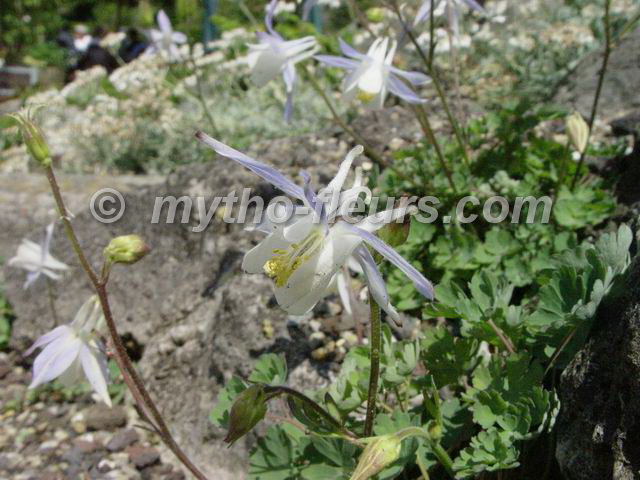 aquilegia_saximontana.JPG