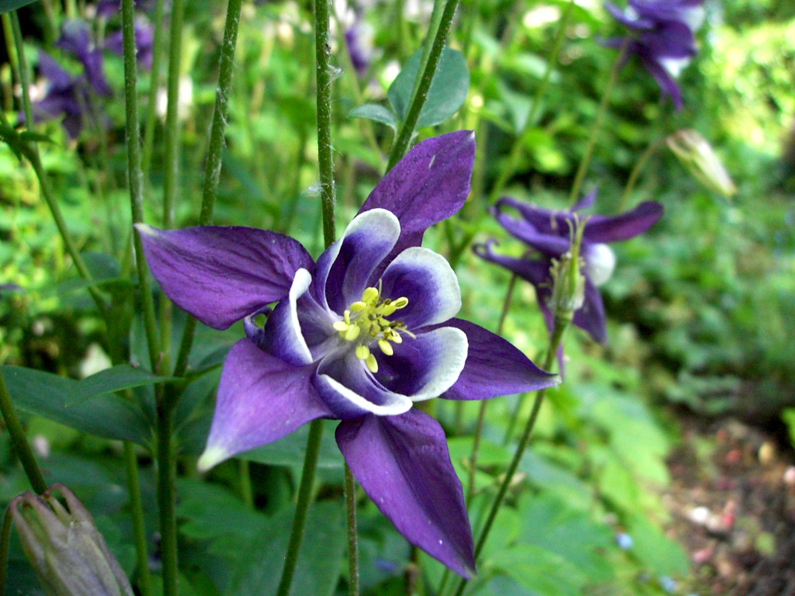 Aquilegia_vulgaris2.jpg