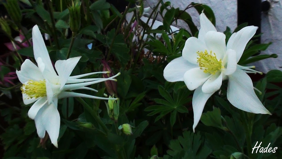 aquilegias+blancas.jpg
