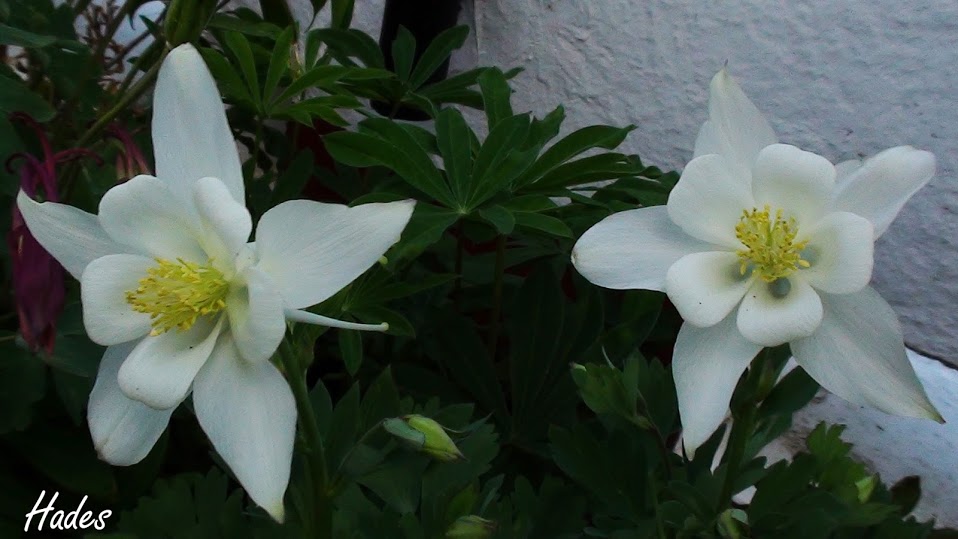 aquilegias.jpg