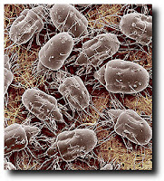 ara%25C3%25B1as+de+la+erinosis.jpg