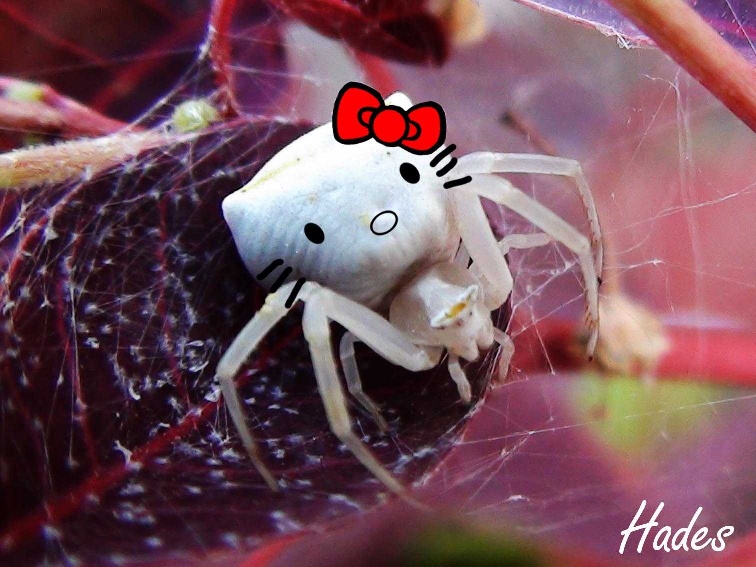 ara%C3%B1a+hello+kitty.jpg