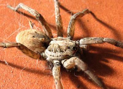 ara_alycosa.jpg