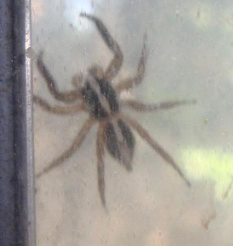 araaenlaventana2cm.jpg