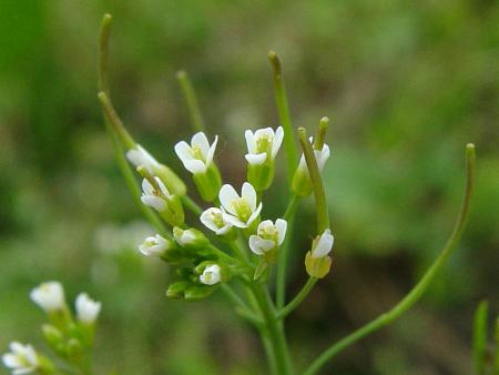 arabidopsis_thaliana.jpg