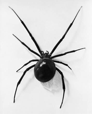 arac3b1a-viudanegra.gif
