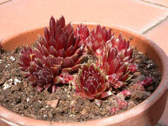Arach%20rubrum.jpg