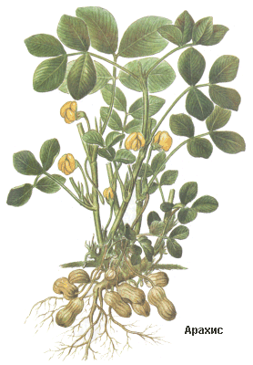 arachis_hypogaea.gif