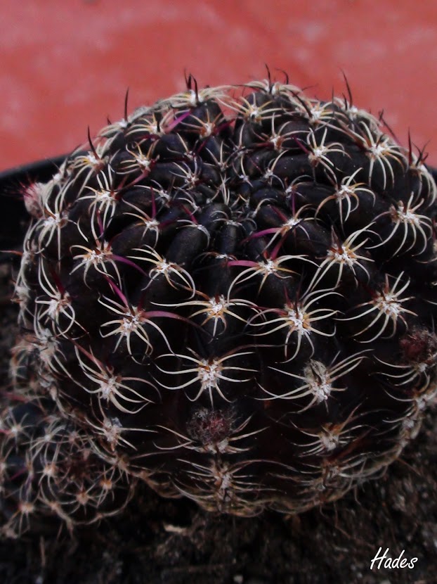 arachnacantha.jpg