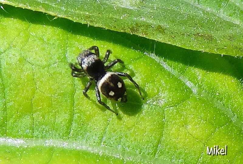 aracn01175.jpg