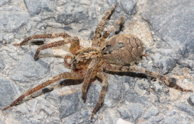 aracnid.jpg