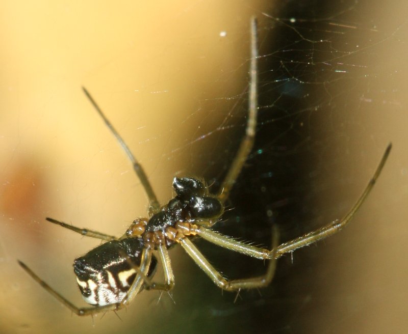 aracnid.jpg
