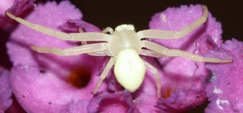 aracnid1hoag.jpg