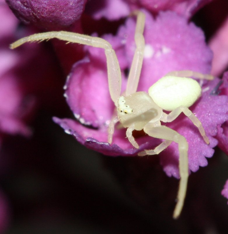 aracnid1hoag1.jpg