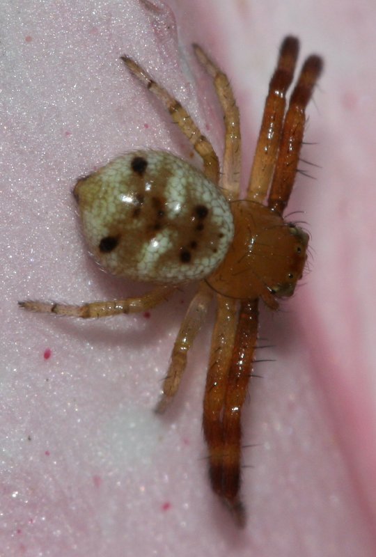 aracnid1hoju.jpg