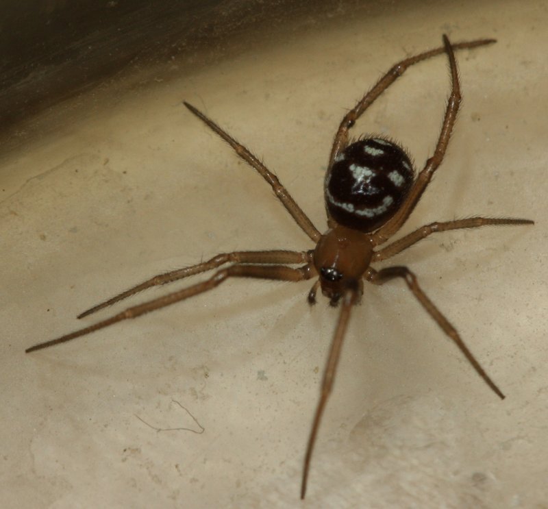 aracnid2hoag.jpg