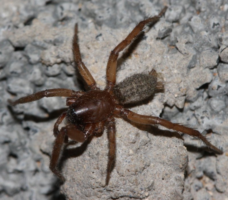 aracnid5hoju.jpg