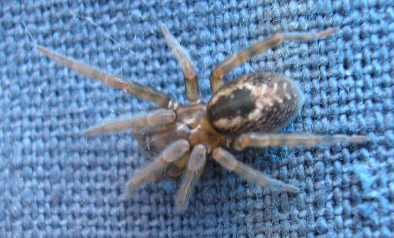 Aracnid_10118.jpg