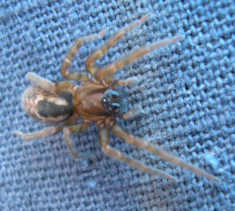 Aracnid_10120.jpg