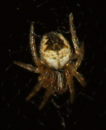 aracnid_1756.jpg