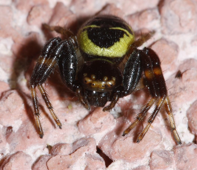 aracnid_2294.jpg
