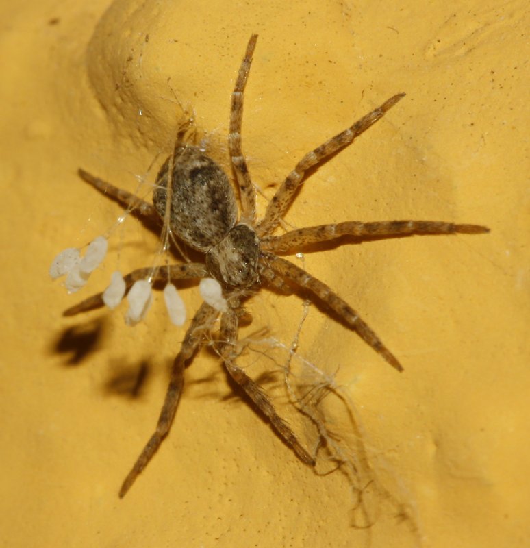 aracnid_2660.jpg