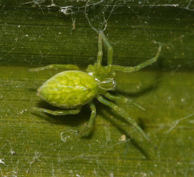 Aracnid_3378.jpg