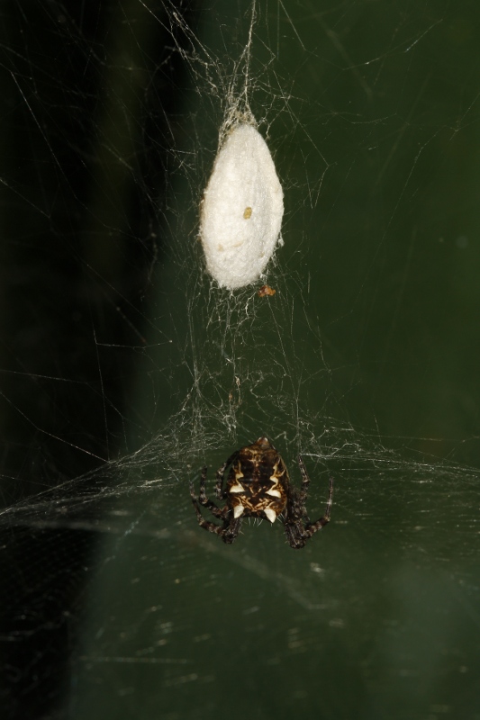 Aracnid_3399.jpg