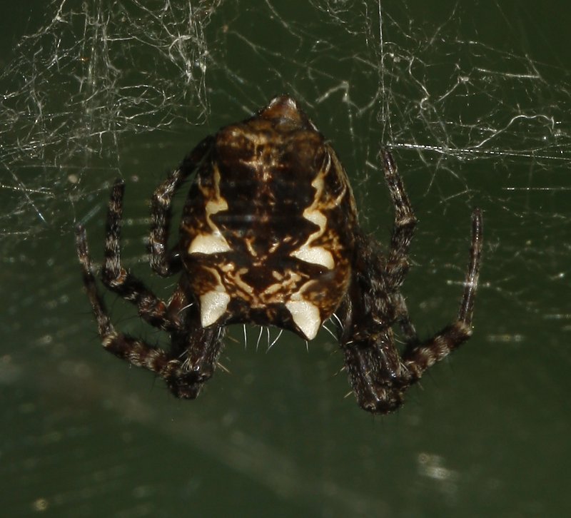 Aracnid_3399a.jpg