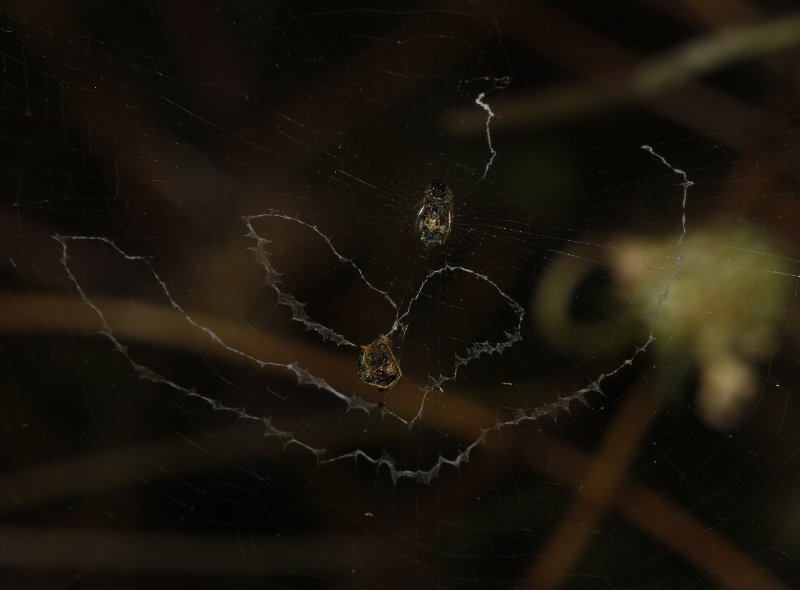 Aracnid_3422.jpg