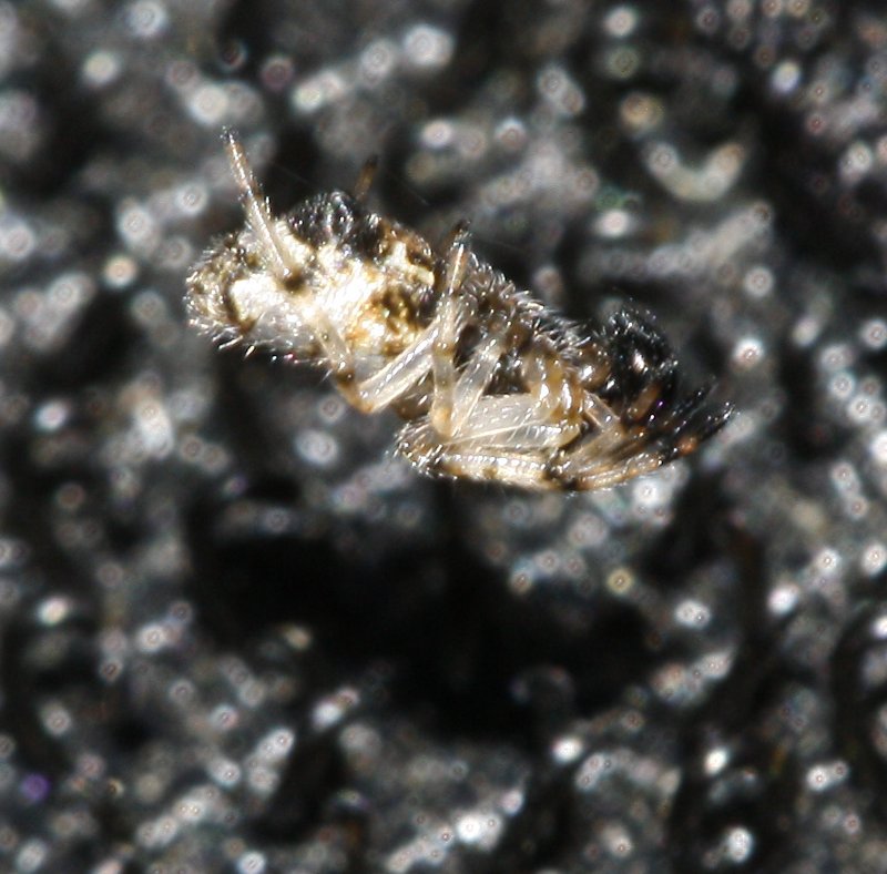 Aracnid_3722.jpg