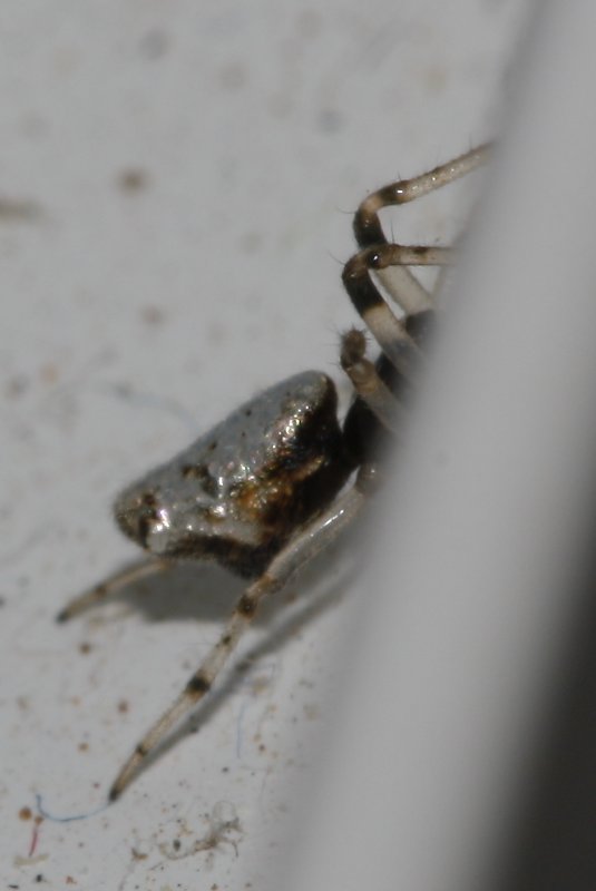 Aracnid_3725.jpg