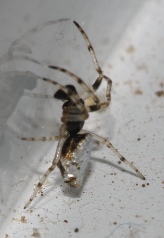 Aracnid_3727.jpg
