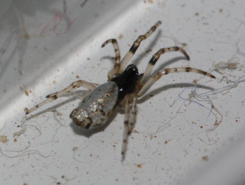 Aracnid_3729.jpg