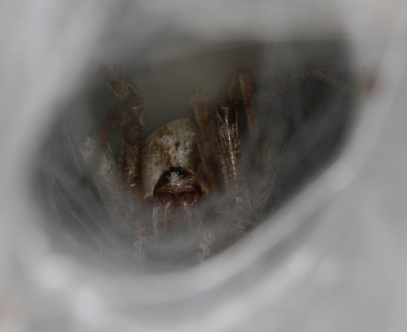Aracnid_3833.jpg