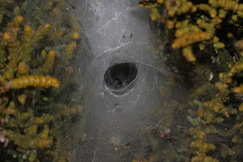 Aracnid_3834.jpg