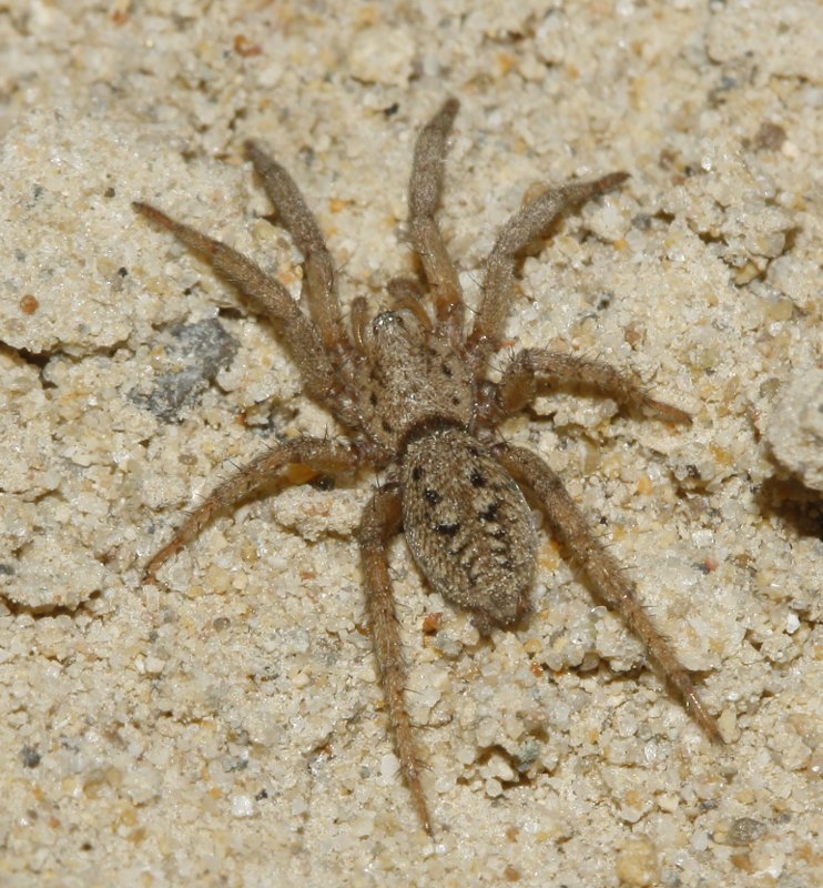 Aracnid_3854.jpg