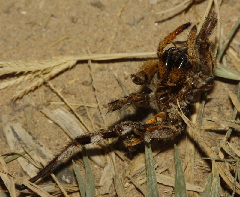 Aracnid_3890.jpg