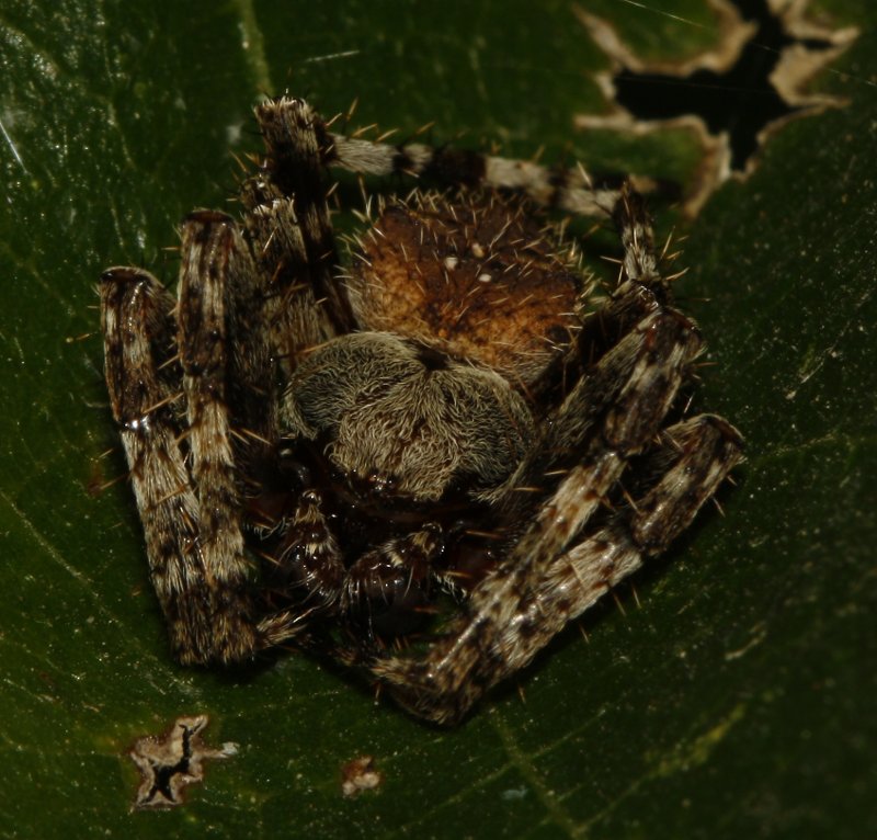 Aracnid_3980.jpg