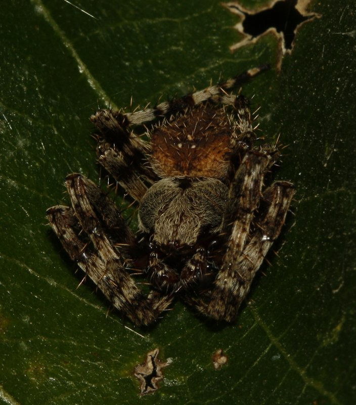 Aracnid_3982.jpg