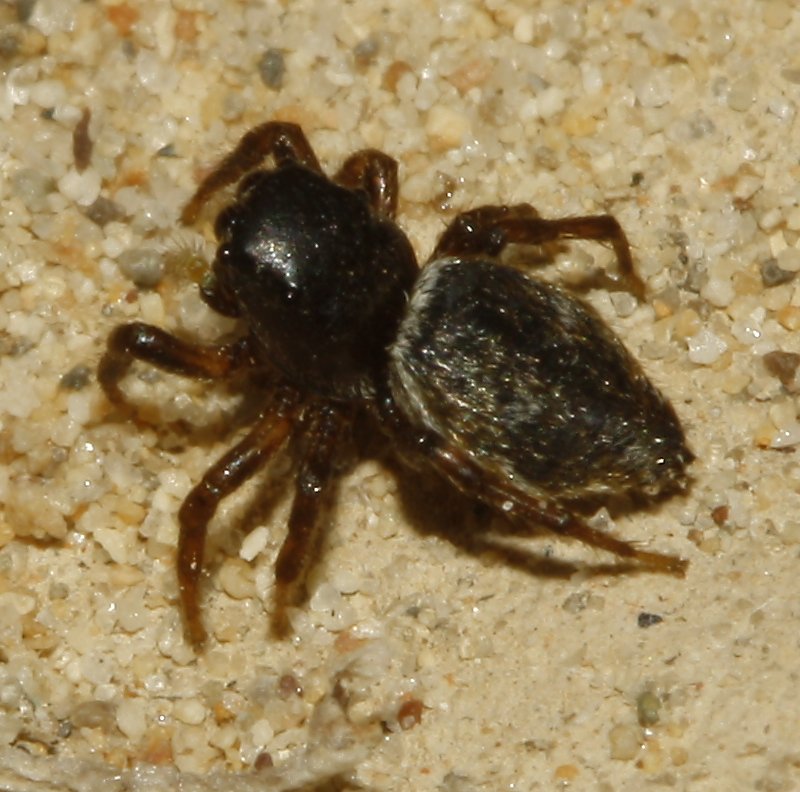Aracnid_4224.jpg