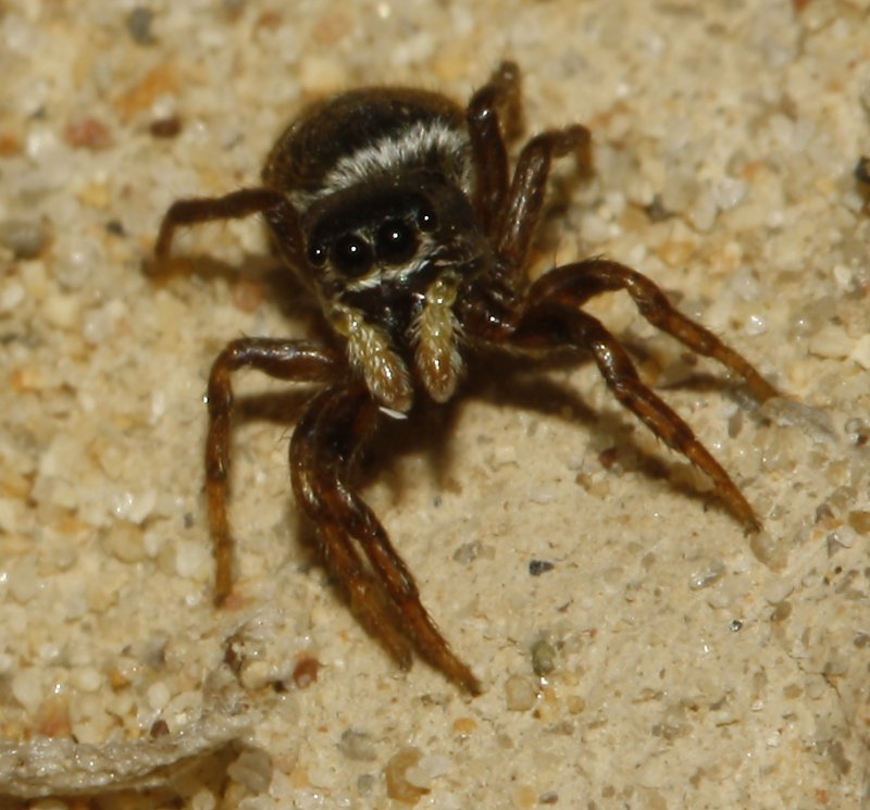 Aracnid_4225.jpg