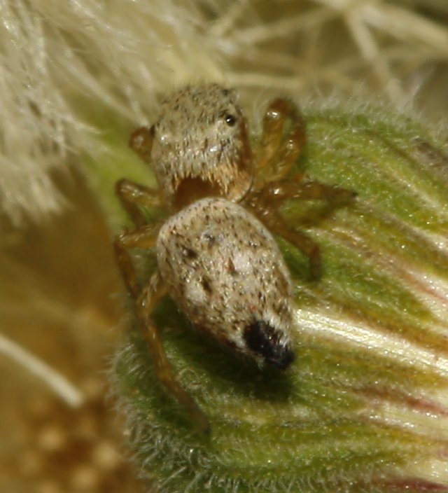 Aracnid_4249.jpg