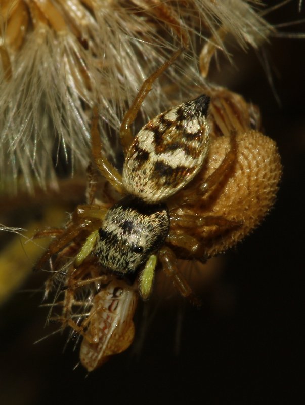 Aracnid_4275.jpg