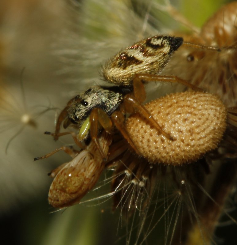 Aracnid_4276.jpg