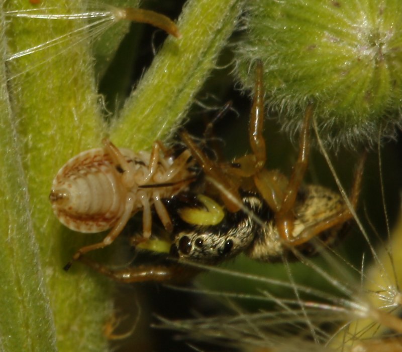 Aracnid_4277.jpg